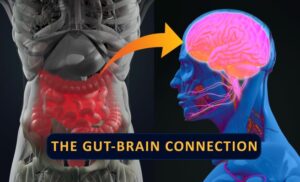 The Gut - Brain Connection