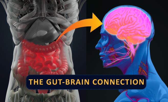 The Gut - Brain Connection