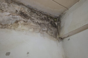 mold from water damage on ceiling