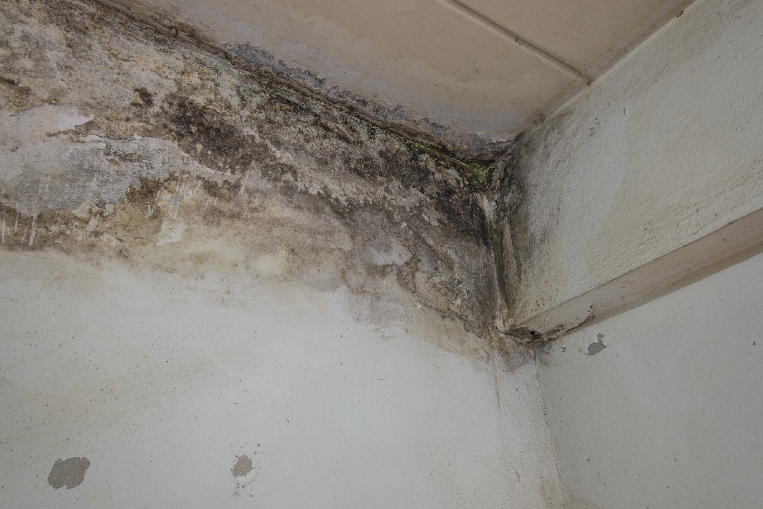 mold from water damage on ceiling
