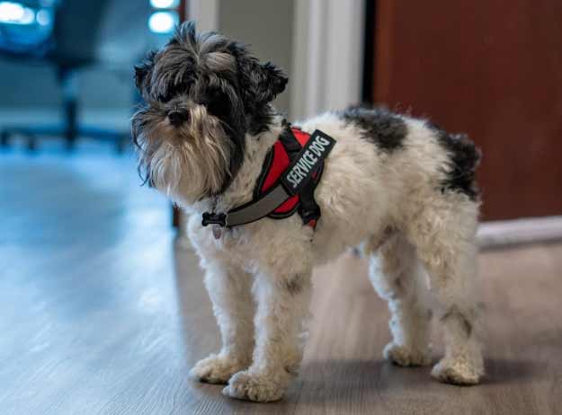 Our Rezilir Service Dog