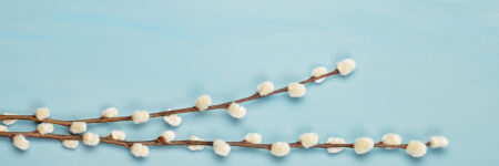 blooming willow branch on top of blue background
