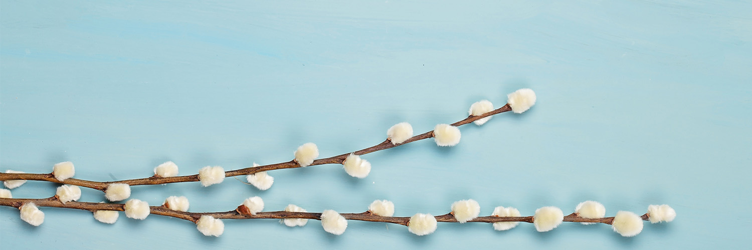 blooming willow branch on top of blue background