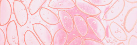 cross section of plant cells colored pink