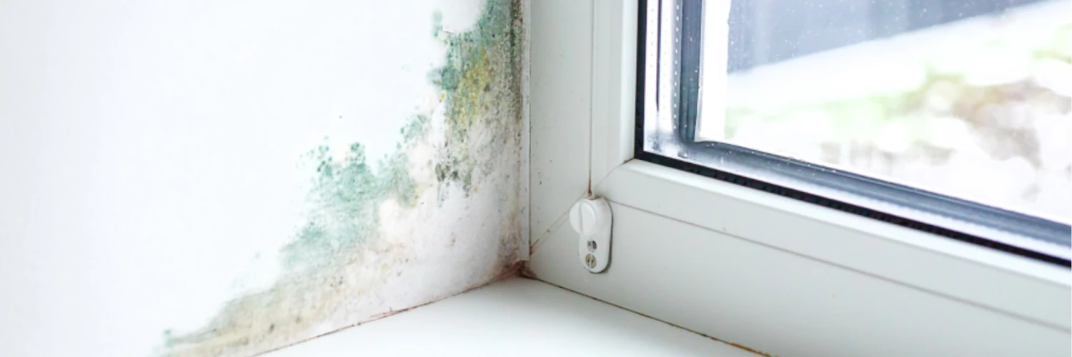 Mold Spreading on Wall Around Window Frame